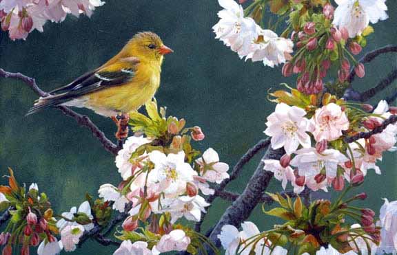 JM – Female Goldfinch and Blossoms © John Mullane