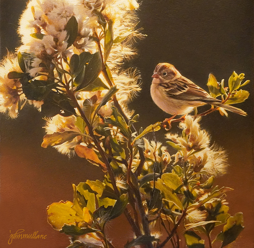 JM – Field Sparrow and Baccaris © John Mullane