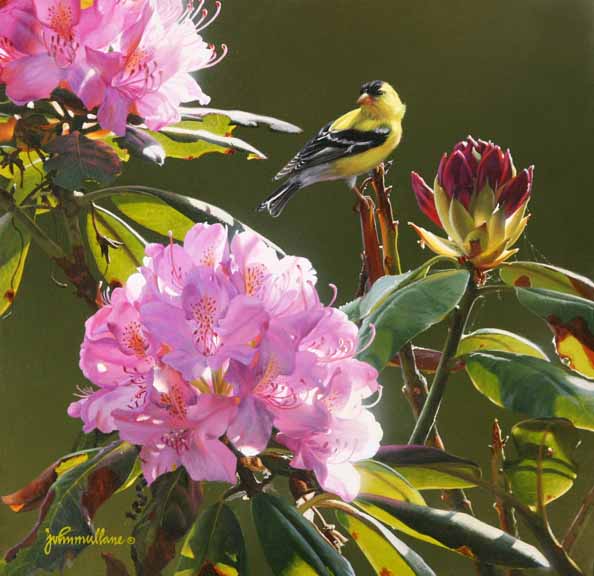 JM – Goldfinch and Rhododendron © John Mullane