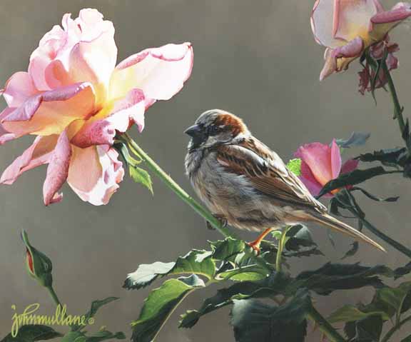 JM – House Sparrow and Roses © John Mullane