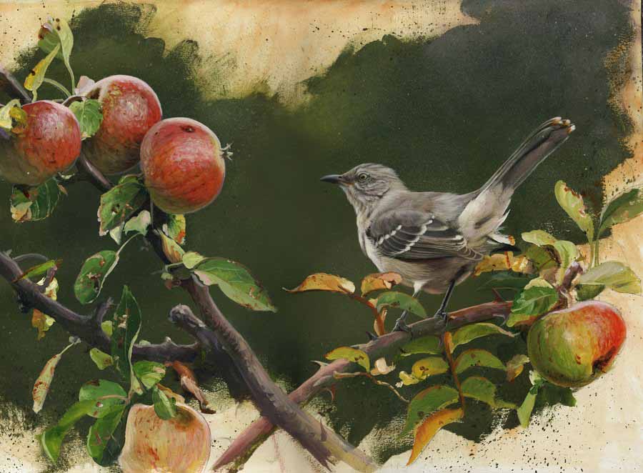 JM – Mockingbird and Apples © John Mullane