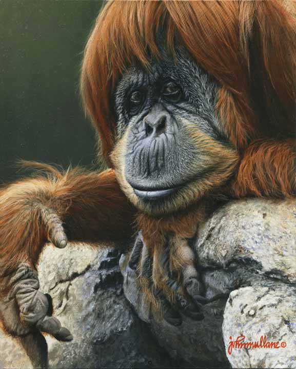 JM – Orangutan Portrait © John Mullane