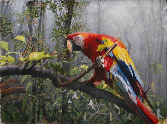 JM – Scarlet Macaw © John Mullane