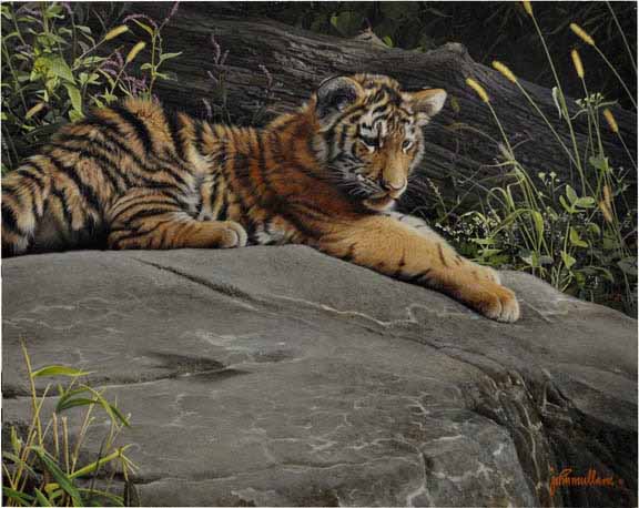 JM – Siberian Tiger Cub © John Mullane