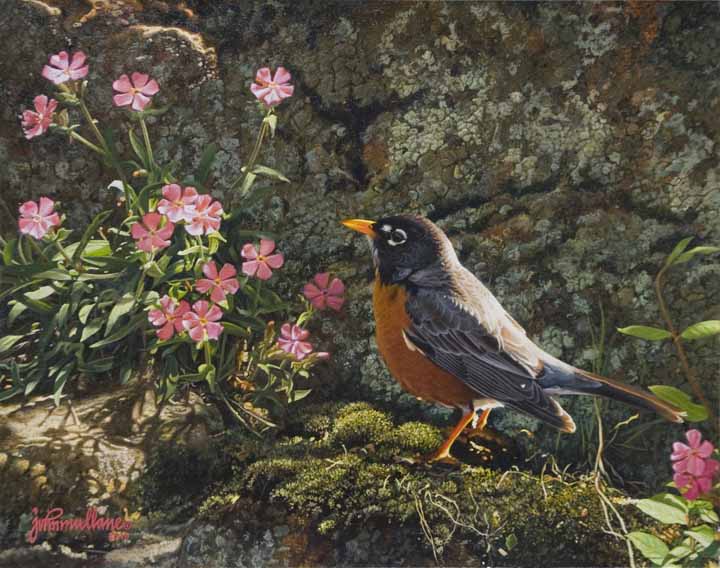 JM – Spring Robin © John Mullane