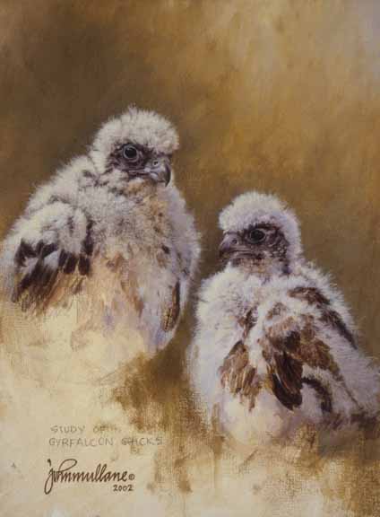 JM – Study of Gyrfalcon Chicks © John Mullane