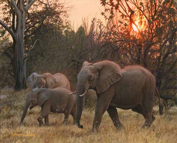 JM – Sundown Elephant’s © John Mullane