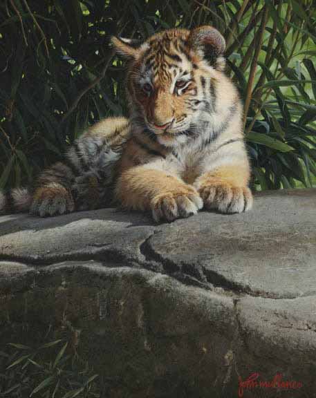 JM – Tiger Cub © John Mullane