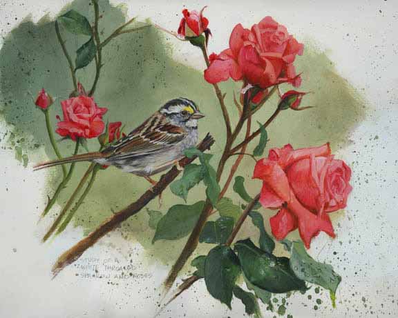 JM – White Throated Sparrow © John Mullane
