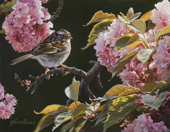JM – White throated-Sparrow and Blossoms © John Mullane