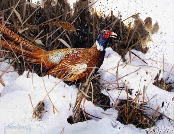 JM – Winter Pheasant © John Mullane
