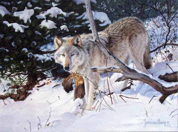 JM – Wolf © John Mullane