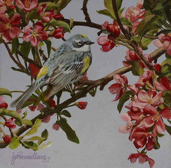 JM – Yellow-rumped Warbler © John Mullane