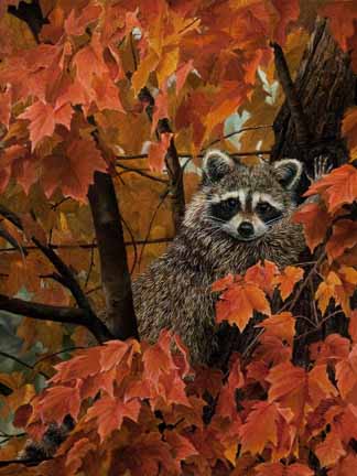 KM – Fall Leaves – Raccoon © Karla Mann