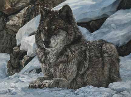 KM – Grey Wolf © Karla Mann