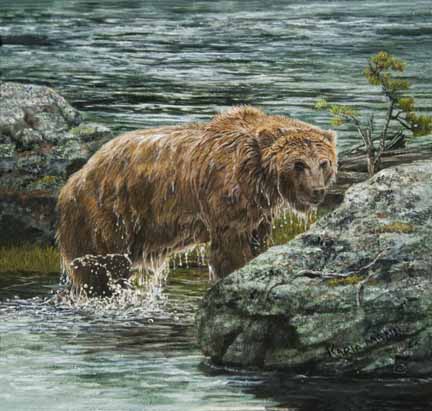 KM – Grizzly in Water © Karla Mann