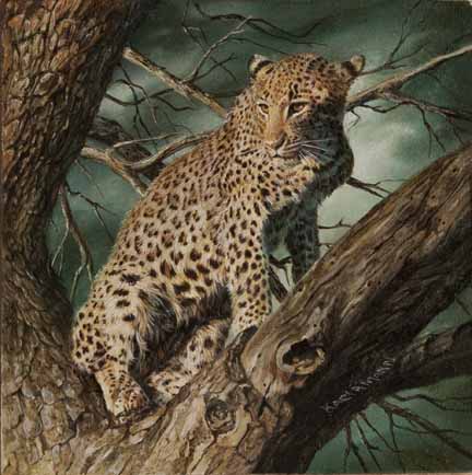 KM – Leopard in Tree © Karla Mann