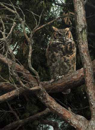 KM – Owl in Tree © Karla Mann