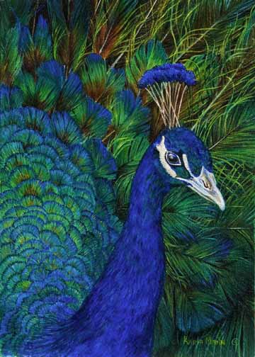 KM – Peacock © Karla Mann