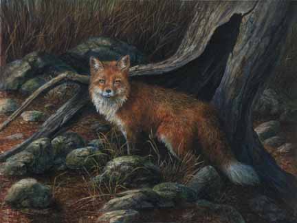 KM – Red Fox © Karla Mann