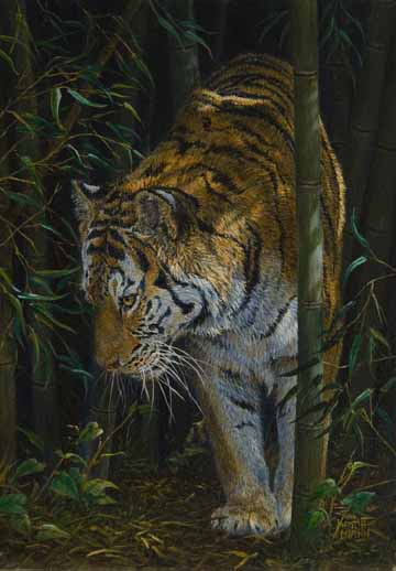 KM – Tiger 2 © Karla Mann