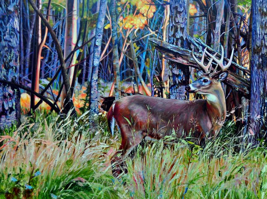 KM2 – Camouflage – White Tail Deer © Kelly McNeil