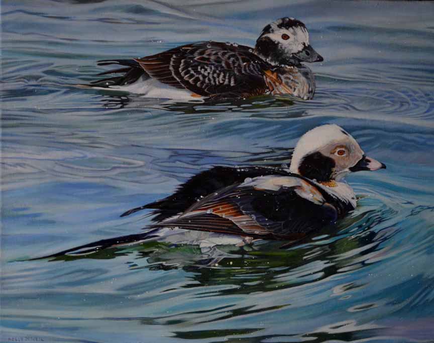 KM2 – Long Tailed Ducks © Kelly McNeil