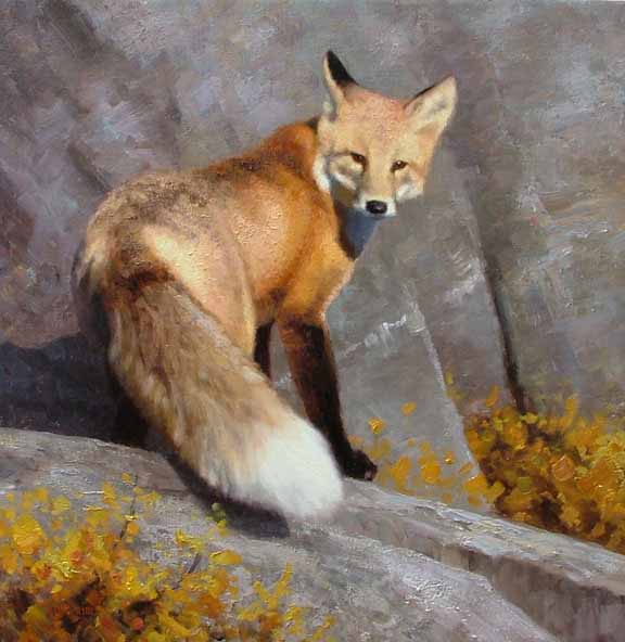 KS – A Fox on the Rocks © Kyle Sims