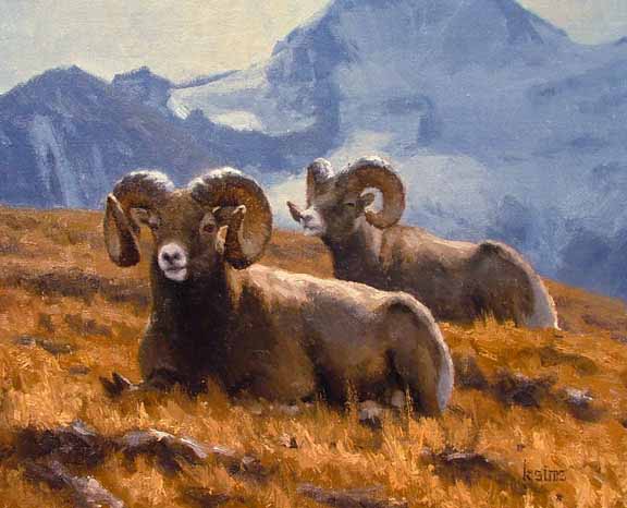 KS – The Comfort Zone – Bighorn Sheep © Kyle Sims