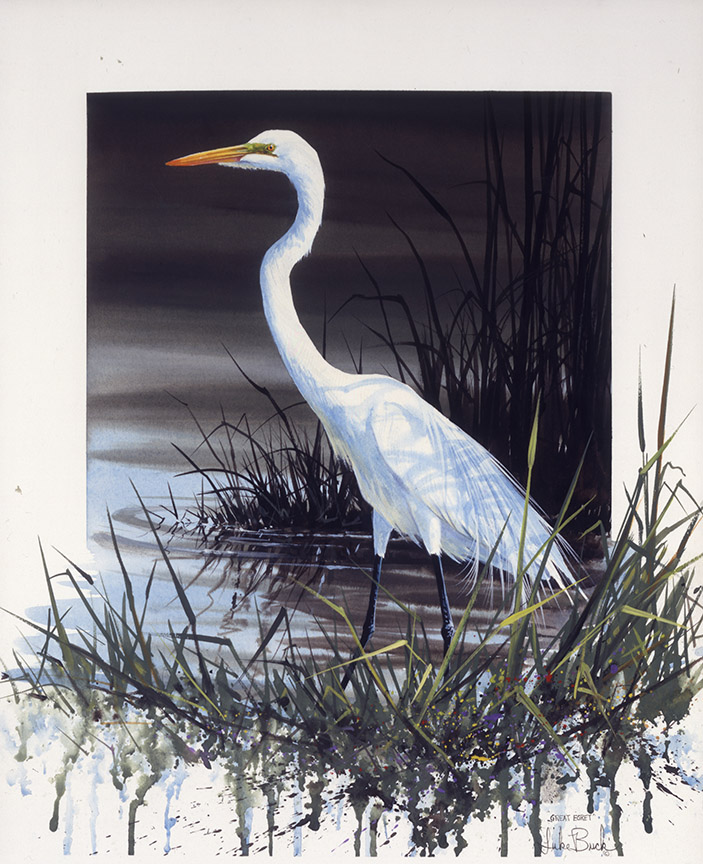LB – Shorebirds – Great Egret Approaching 9714 © Luke Buck