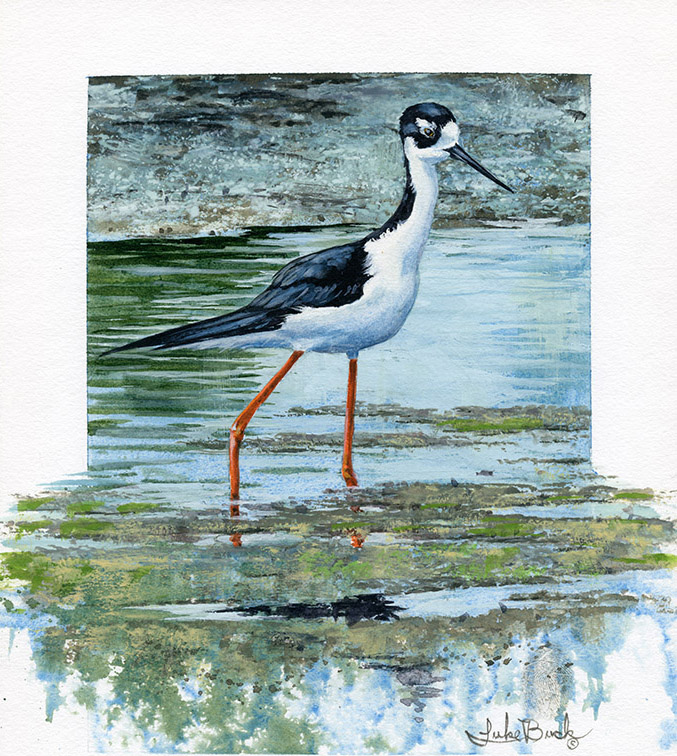 LB – Shorebirds – Pond Stilt 2004 © Luke Buck