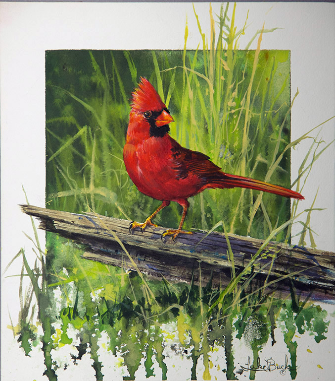 LB – Songbirds – Bold Red 1829 © Luke Buck