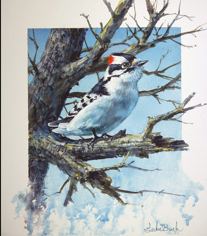 LB – Songbirds – Lookin Up – Downey Woodpecker 1936 © Luke Buck
