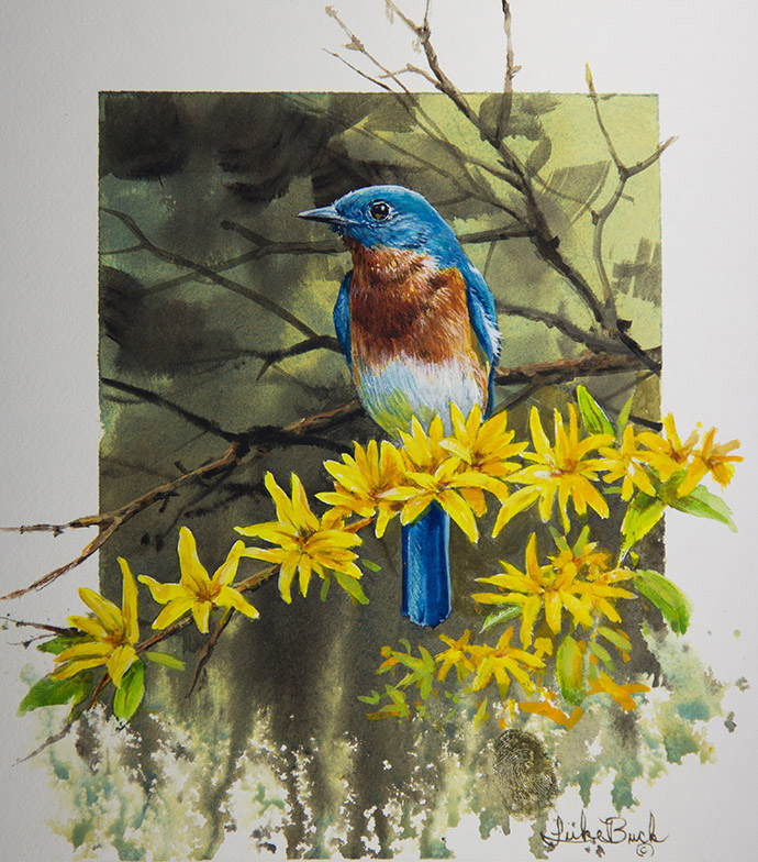 LB – Songbirds – Spring Arrival – Eastern Blue Bird 1934 © Luke Buck
