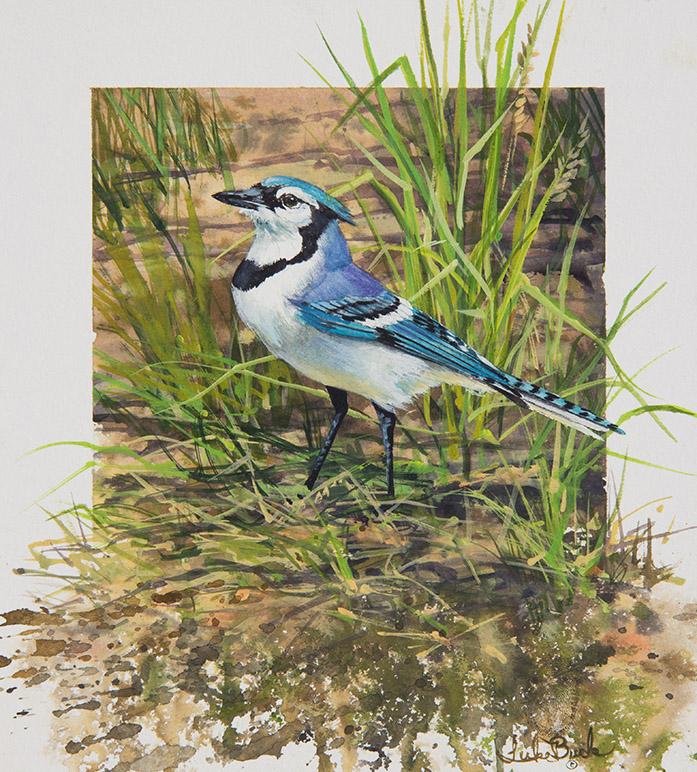 LB – Songbirds – Standing Proud-Blue Jay 1940 © Luke Buck