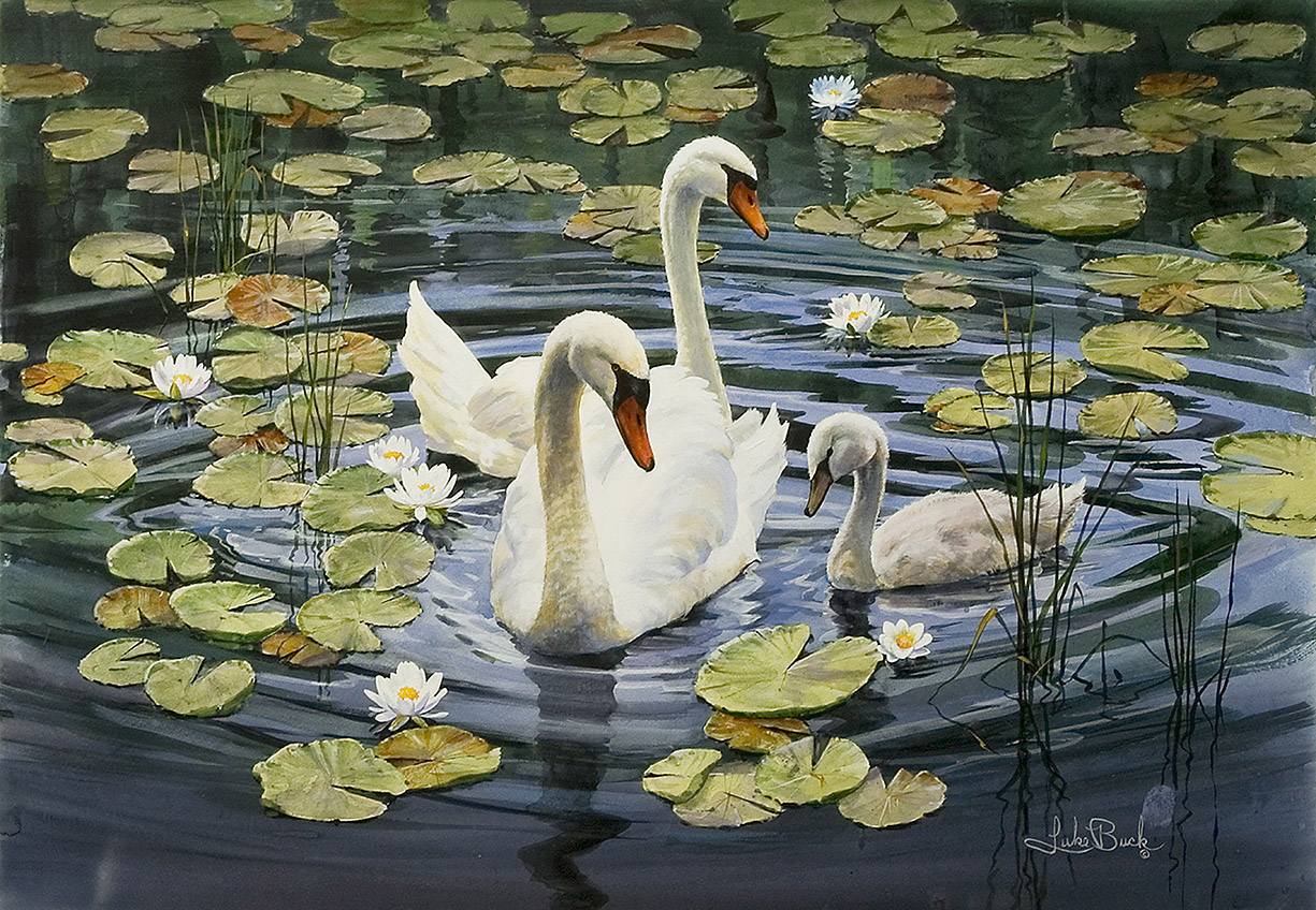 LB – Waterfowl – Pond Beauties 0637 © Luke Buck