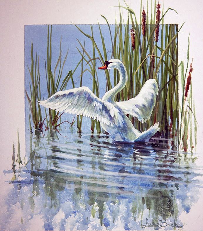 LB – Waterfowl – Posturing-Mute Swan 1932 © Luke Buck