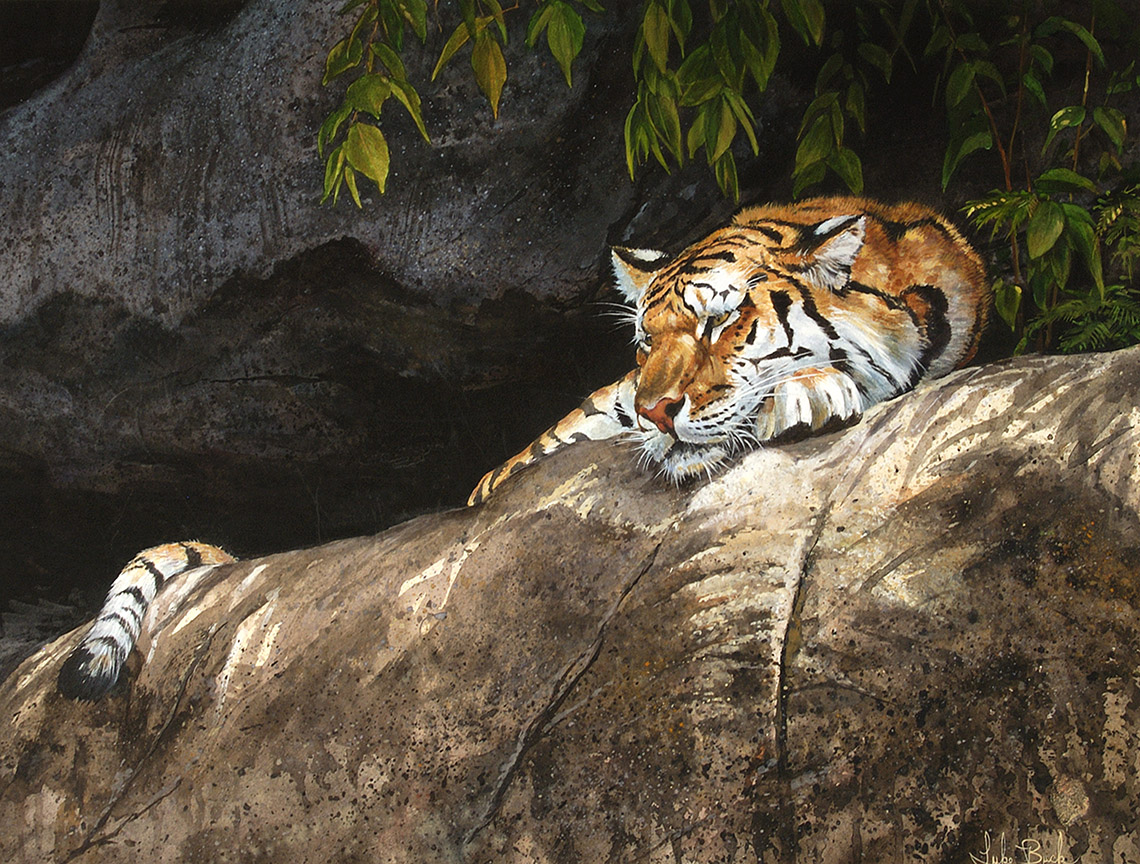 LB – Wildlife – Tiger Pause 9903 © Luke Buck