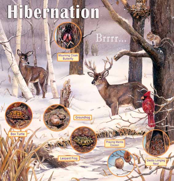 LHB – Audubon Hibernation © Linda Howard Bittner