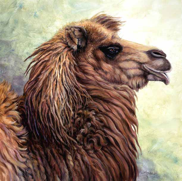 LHB – Bactrian Camel © Linda Howard Bittner