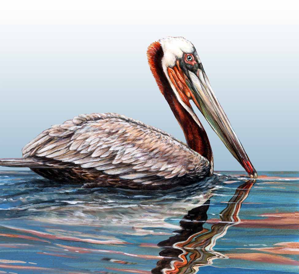 LHB – Brown Pelican © Linda Howard Bittner
