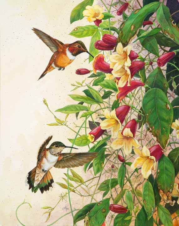 LHB – Rufous Hummingbirds © Linda Howard Bittner