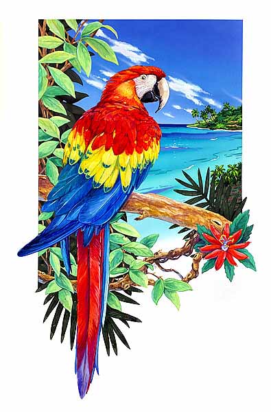 LHB – Scarlet Macaw Vignette © Linda Howard Bittner