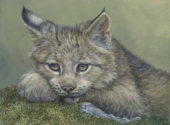 LMF – All Tuckered Out – Young Lynx © Laura Mark-Finberg