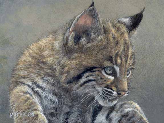 LMF – Baby Bobcat © Laura Mark-Finberg