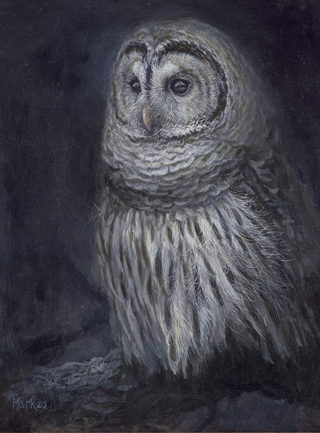 LMF – Barred Owl © Laura Mark-Finberg