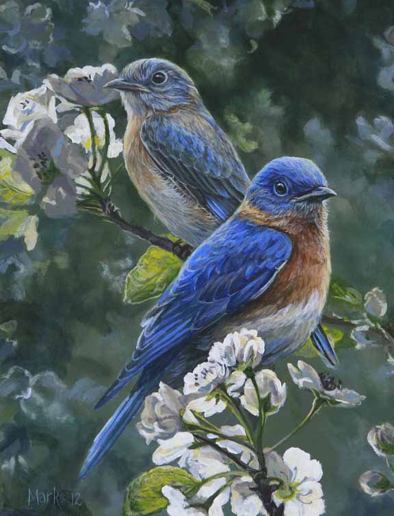 LMF – Bluebird Couple © Laura Mark-Finberg