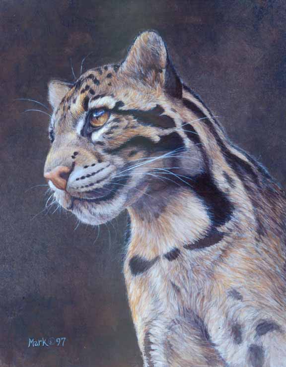 LMF – Clouded Leopard © Laura Mark-Finberg