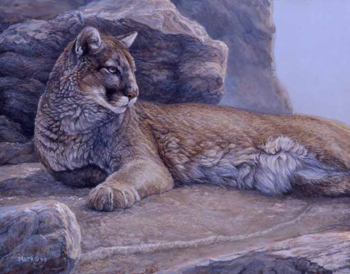 LMF – Cougar Study © Laura Mark-Finberg