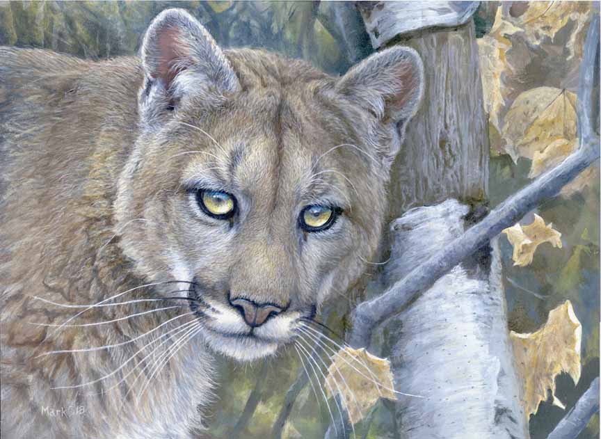 LMF – Cougar © Laura Mark-Finberg